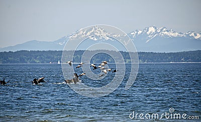 Canadian gees flock at Richmond Beach Saltwater Stock Photo