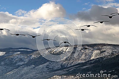 Canadian Geese Stock Photo