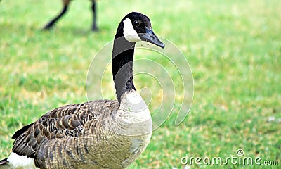 Canadian Geese Stock Photo