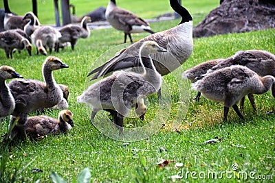 Canadian geese family, parents with goslings at the lake shore at Shoshone waterfall Twin Falls Idaho Stock Photo