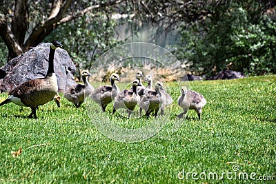 Canadian geese family, parents with goslings at the lake shore at Shoshone waterfall Twin Falls Idaho Stock Photo