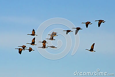 Canadian Geese Flock Flying Stock Photo