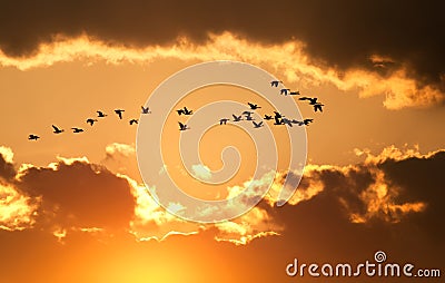 Canadian Geese Fly at Sunset Stock Photo