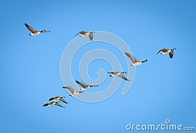 Canadian Geese Flying Stock Photo