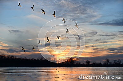 Canadian Geese Flying in V Formation Stock Photo