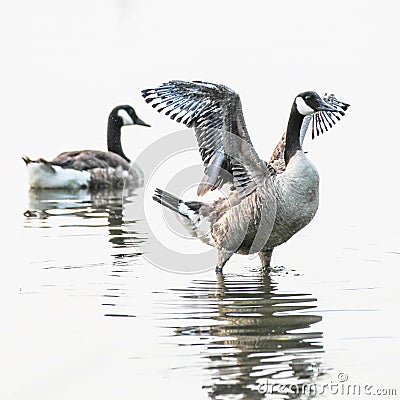 Canadian Geese Stock Photo