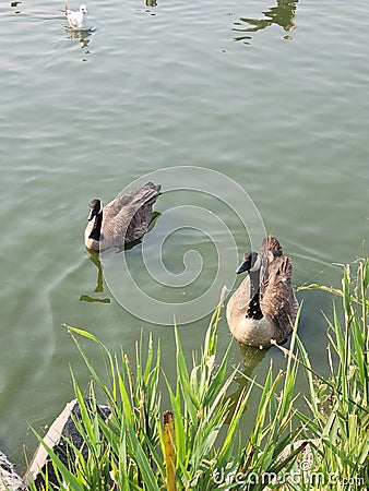 Canadian geese just chillin Stock Photo