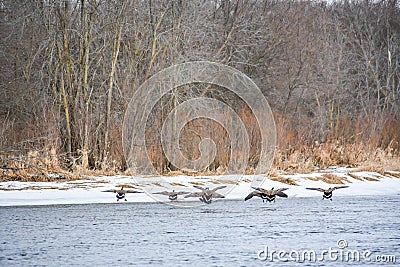 Canadian Geese Landing Fox River in Silver Lake, Wisconsin Stock Photo
