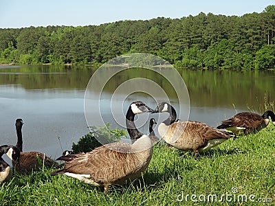 Canadian Geese Gather by a Lake Stock Photo