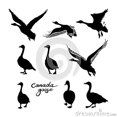 Canadian geese silhouettes. Black and white big set of birds. Vintage collection. Vector illustration Vector Illustration