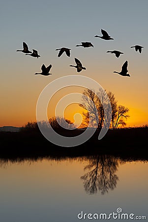 Canadian Geese at Sunset Stock Photo