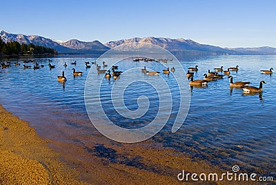 Canadian Geese swimming in the lake Stock Photo