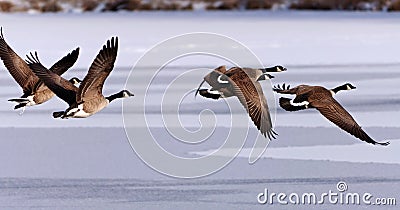 Canadian Geese taking flight over a frozen lake Stock Photo