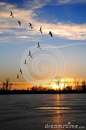 Canadian Geese in V Formation Stock Photo