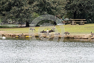 Canadian Geese Woodward Park Pond Spring 2024 Fresno, California Stock Photo