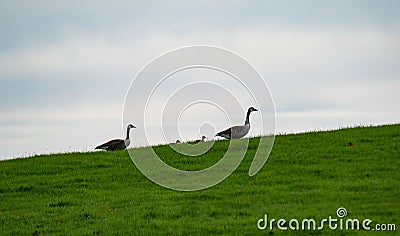 Canadian Geeses on grass walking up to hill Stock Photo