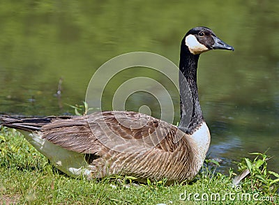 Canadian Goose Stock Photo