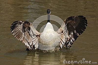 Canadian Goose Stock Photo