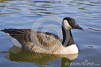 Canadian Goose Stock Photo