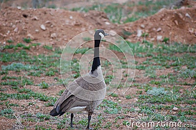 A Canadian Goose (Branta canadensis) Stock Photo