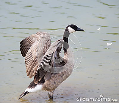 Canadian Goose Stock Photo