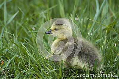 Canadian goose chick Stock Photo