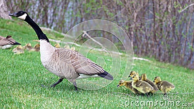 Canadian goose with chicks, geese with goslings walking in green grass in Michigan during spring. Stock Photo