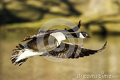 Canadian Goose Stock Photo