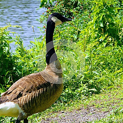 Canadian Goose Stock Photo