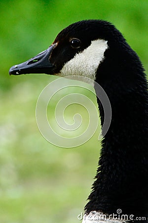 Canadian goose at Duddingston Loch, Scotland Stock Photo