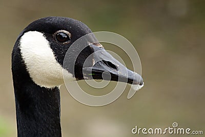 Canadian goose at Duddingston Loch, Scotland Stock Photo