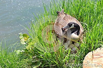 Canadian Goose with Eggs and Nest Stock Photo