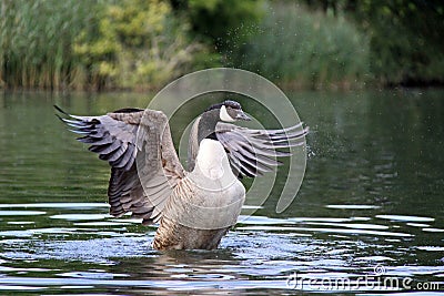 Canadian Goose flapping wings Stock Photo