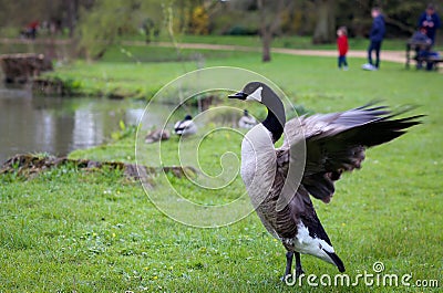 Canadian Goose Flapping Wings in Oxford University Parks Stock Photo