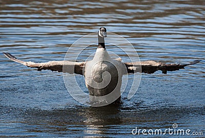 Canadian Goose flapping wings in soft focus Stock Photo