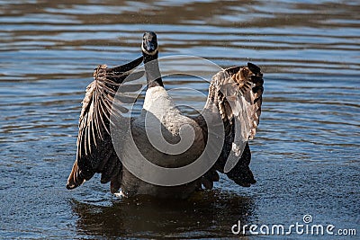 Canadian Goose flapping wings Stock Photo