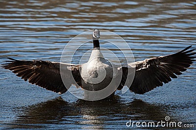Canadian Goose flapping wings Stock Photo