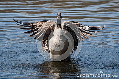 Canadian Goose flapping wings Stock Photo