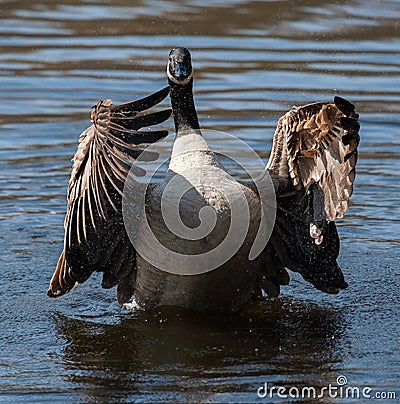 Canadian Goose flapping wings Stock Photo