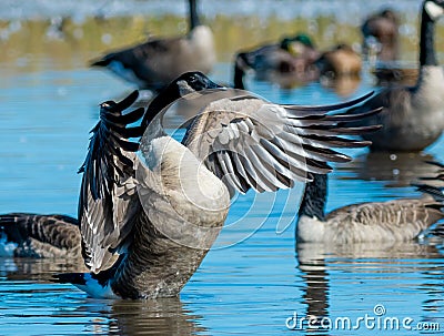 A Canadian Goose flaps its wings in a pond Stock Photo