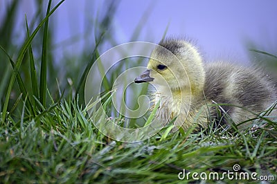 Canadian goose fledgling Stock Photo