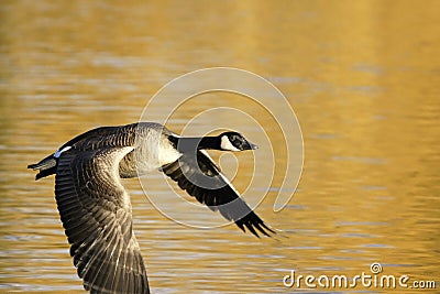 Canadian Goose in Flight Stock Photo