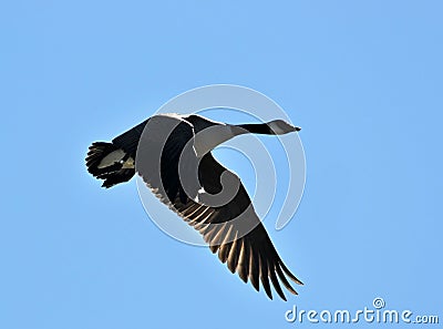 Canadian goose in flight Stock Photo