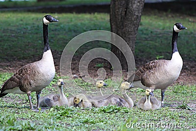 Canadian Goose Gander and Gosling Family, Branta canadensis maxima, in a Park Stock Photo