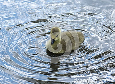 Canadian Goose Gosling Splashing about. Stock Photo