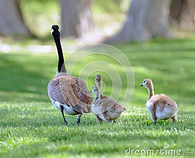 Canadian Goose With Goslings Stock Photo