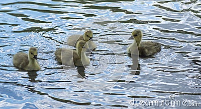 Canadian Goose Goslings Swimming about. Stock Photo