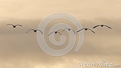 canadian goose leaving the country Stock Photo