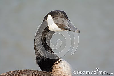 Canadian Goose Portrait with vivid eyes side profile shoulders Stock Photo