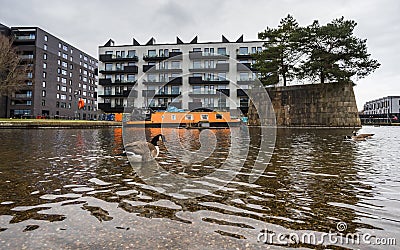 Canadian goose wading in New Islington marina Stock Photo